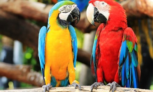 loro parque loro parque